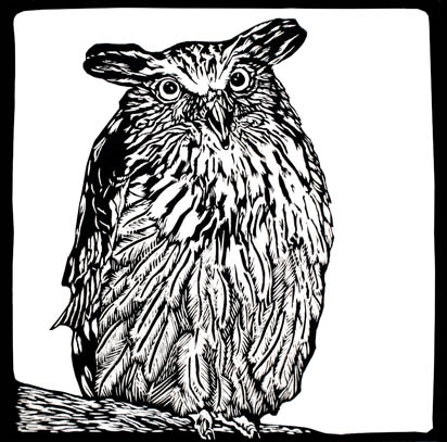 black and white eagle owl